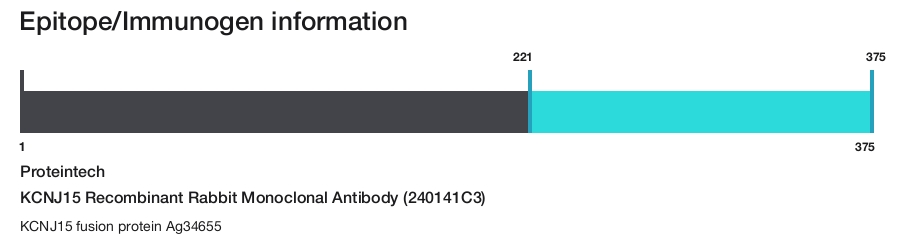 KCNJ15 Recombinant Rabbit Monoclonal Antibody (240141C3)