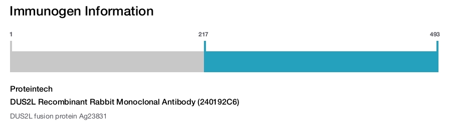 DUS2L Recombinant Rabbit Monoclonal Antibody (240192C6)