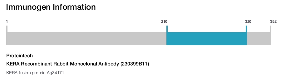 KERA Recombinant Rabbit Monoclonal Antibody (230399B11)