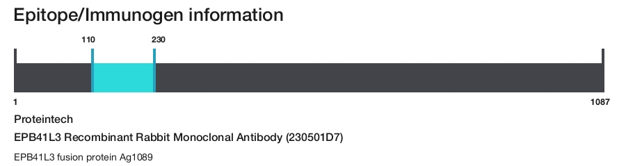 EPB41L3 Recombinant Rabbit Monoclonal Antibody (230501D7)