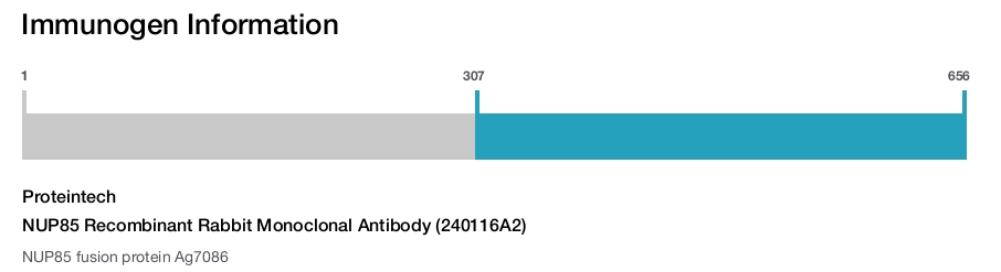 NUP85 Recombinant Rabbit Monoclonal Antibody (240116A2)