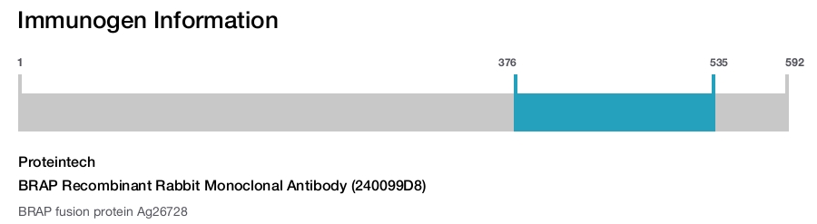 BRAP Recombinant Rabbit Monoclonal Antibody (240099D8)