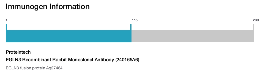 EGLN3 Recombinant Rabbit Monoclonal Antibody (240165A6)