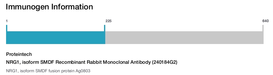 NRG1, isoform SMDF Recombinant Rabbit Monoclonal Antibody (240184G2)