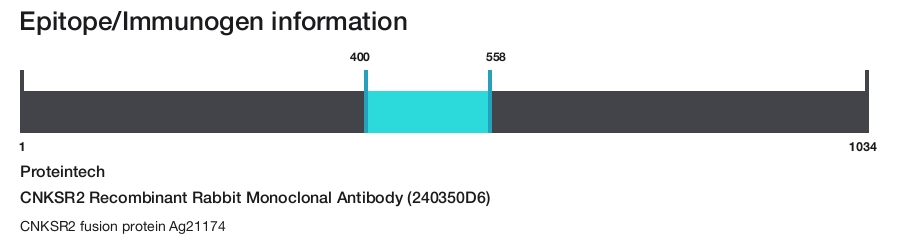 CNKSR2 Recombinant Rabbit Monoclonal Antibody (240350D6)
