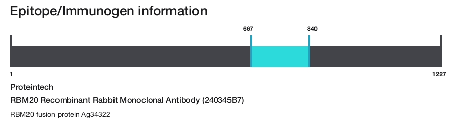 RBM20 Recombinant Rabbit Monoclonal Antibody (240345B7)