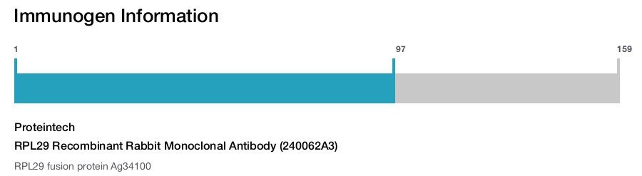 RPL29 Recombinant Rabbit Monoclonal Antibody (240062A3)