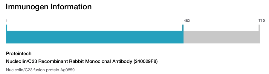 Nucleolin/C23 Recombinant Rabbit Monoclonal Antibody (240029F8)