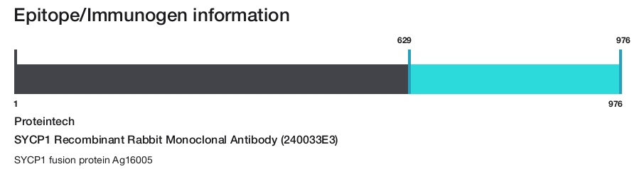 SYCP1 Recombinant Rabbit Monoclonal Antibody (240033E3)