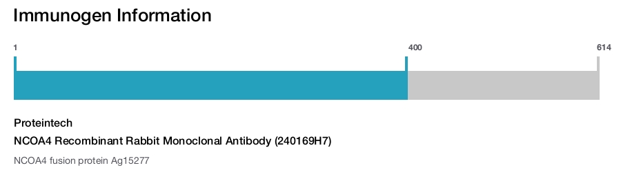 NCOA4 Recombinant Rabbit Monoclonal Antibody (240169H7)