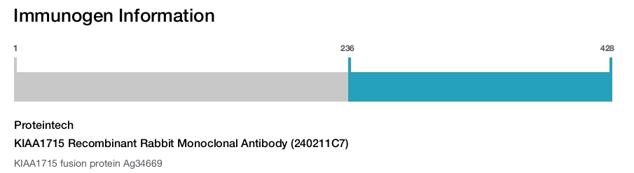 KIAA1715 Recombinant Rabbit Monoclonal Antibody (240211C7)