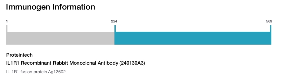 IL1R1 Recombinant Rabbit Monoclonal Antibody (240130A3)