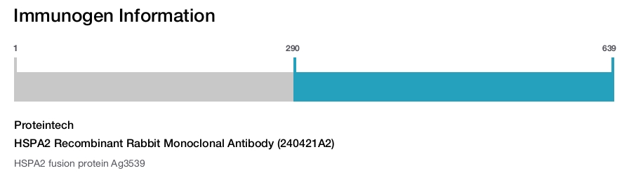 HSPA2 Recombinant Rabbit Monoclonal Antibody (240421A2)