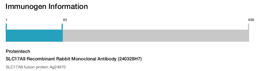SLC17A9 Recombinant Rabbit Monoclonal Antibody (240328H7)