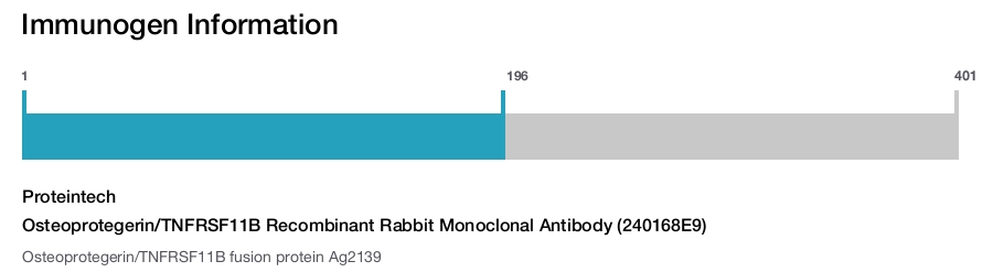 Osteoprotegerin/TNFRSF11B Recombinant Rabbit Monoclonal Antibody (240168E9)