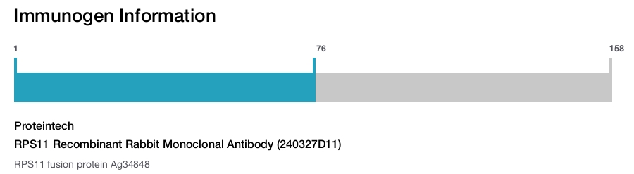 RPS11 Recombinant Rabbit Monoclonal Antibody (240327D11)
