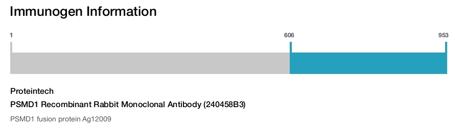 PSMD1 Recombinant Rabbit Monoclonal Antibody (240458B3)