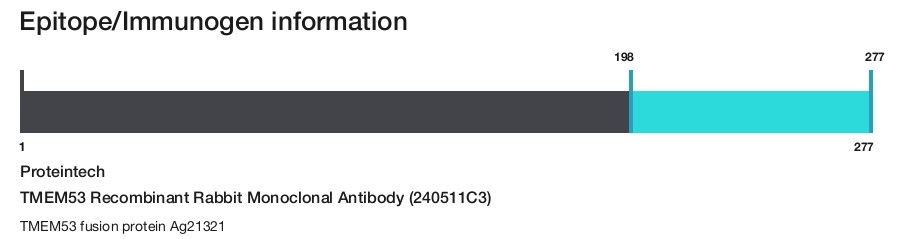 TMEM53 Recombinant Rabbit Monoclonal Antibody (240511C3)