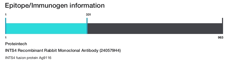 INTS4 Recombinant Rabbit Monoclonal Antibody (240579H4)