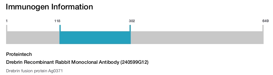 Drebrin Recombinant Rabbit Monoclonal Antibody (240599G12)