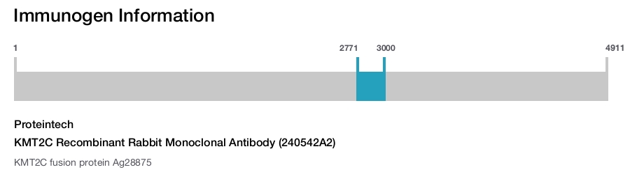 KMT2C Recombinant Rabbit Monoclonal Antibody (240542A2)