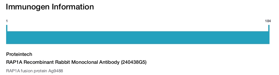 RAP1A Recombinant Rabbit Monoclonal Antibody (240438G5)