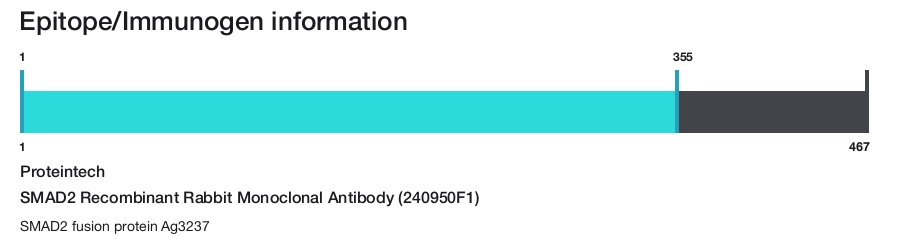 SMAD2 Recombinant Rabbit Monoclonal Antibody (240950F1)