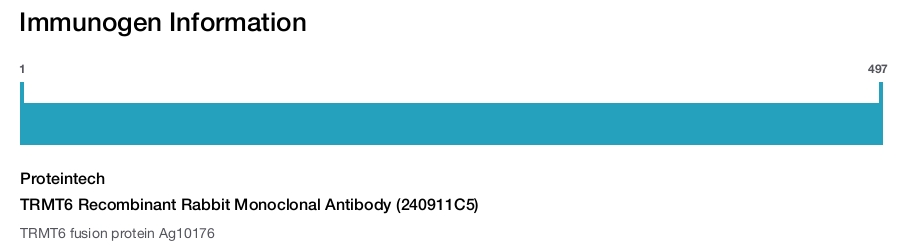 TRMT6 Recombinant Rabbit Monoclonal Antibody (240911C5)