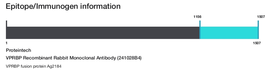 VPRBP Recombinant Rabbit Monoclonal Antibody (241028B4)