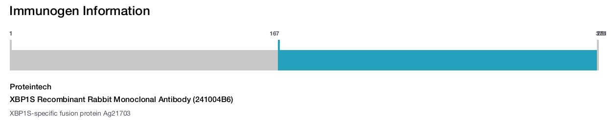 XBP1S Recombinant Rabbit Monoclonal Antibody (241004B6)