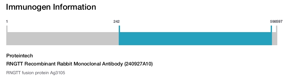 RNGTT Recombinant Rabbit Monoclonal Antibody (240927A10)