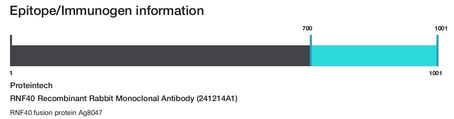 RNF40 Recombinant Rabbit Monoclonal Antibody (241214A1)