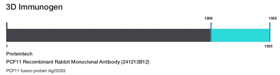 PCF11 Recombinant Rabbit Monoclonal Antibody (241213B12)