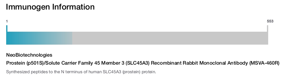 Prostein (p501S)/Solute Carrier Family 45 Member 3 (SLC45A3) Recombinant Rabbit Monoclonal Antibody (MSVA-460R)