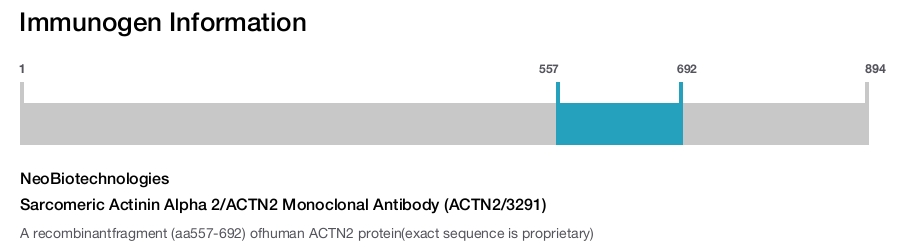 Sarcomeric Actinin Alpha 2/ACTN2 Monoclonal Antibody (ACTN2/3291)