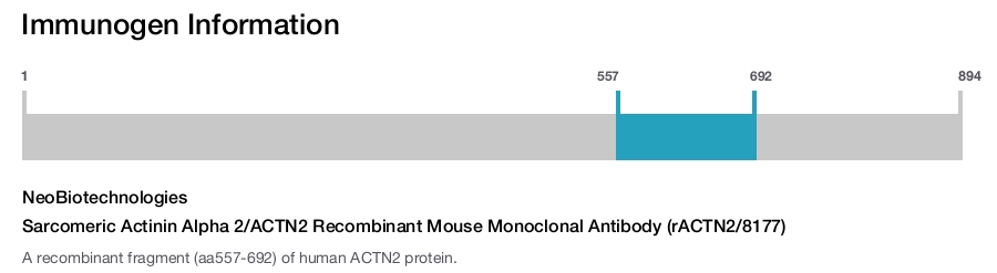 Sarcomeric Actinin Alpha 2/ACTN2 Recombinant Mouse Monoclonal Antibody (rACTN2/8177)
