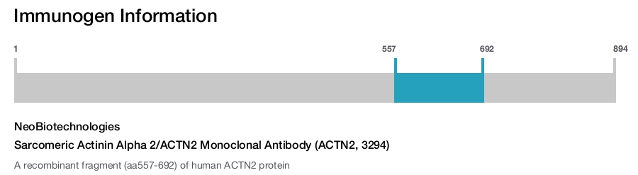 Sarcomeric Actinin Alpha 2/ACTN2 Monoclonal Antibody (ACTN2, 3294)