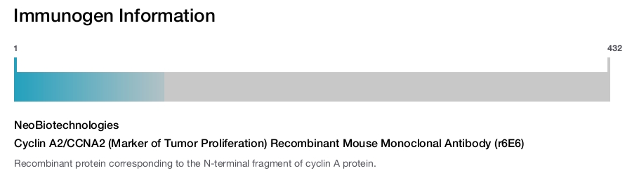 Cyclin A2/CCNA2 (Marker of Tumor Proliferation) Recombinant Mouse Monoclonal Antibody (r6E6)