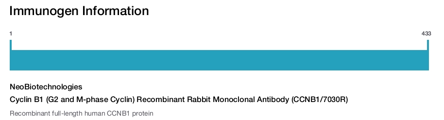 Cyclin B1 (G2 and M-phase Cyclin) Recombinant Rabbit Monoclonal Antibody (CCNB1/7030R)