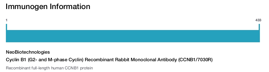 Cyclin B1 (G2- and M-phase Cyclin) Recombinant Rabbit Monoclonal Antibody (CCNB1/7030R)