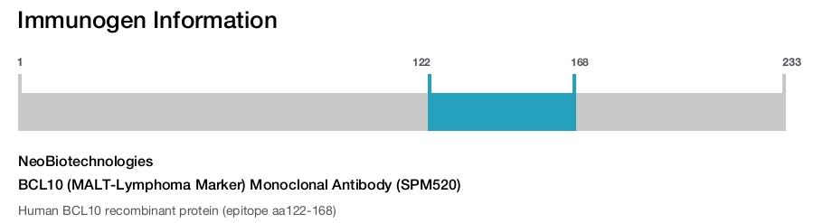 BCL10 (MALT-Lymphoma Marker) Monoclonal Antibody (SPM520)