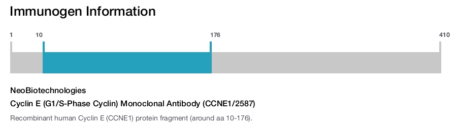 Cyclin E (G1/S-Phase Cyclin) Monoclonal Antibody (CCNE1/2587)