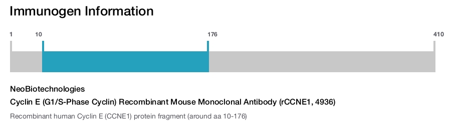 Cyclin E (G1/S-Phase Cyclin) Recombinant Mouse Monoclonal Antibody (rCCNE1, 4936)