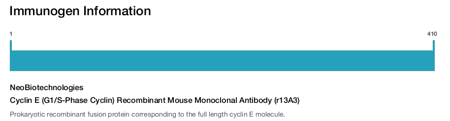 Cyclin E (G1/S-Phase Cyclin) Recombinant Mouse Monoclonal Antibody (r13A3)
