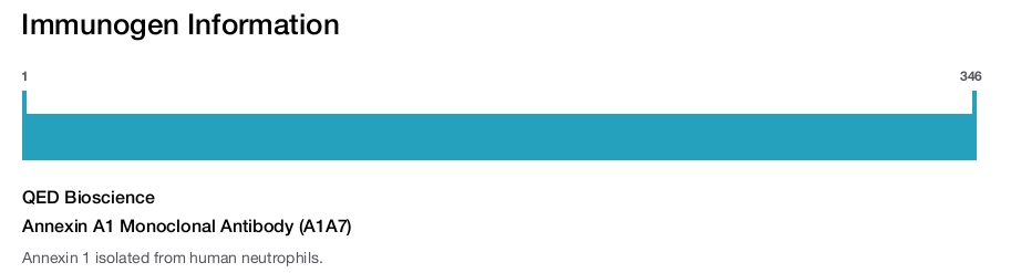 Annexin A1 Monoclonal Antibody (A1A7)
