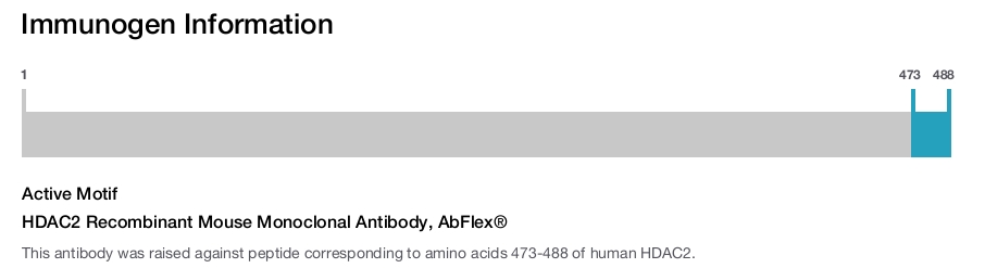 HDAC2 Recombinant Mouse Monoclonal Antibody, AbFlex&reg;
