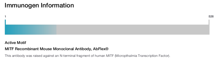 MITF Recombinant Mouse Monoclonal Antibody, AbFlex&reg;