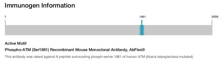 Phospho-ATM (Ser1981) Recombinant Mouse Monoclonal Antibody, AbFlex&reg;