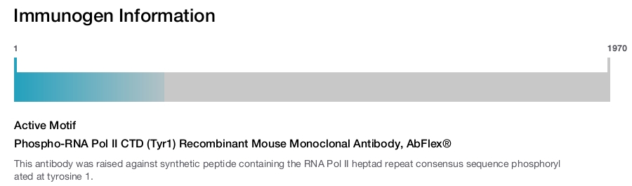 Phospho-RNA Pol II CTD (Tyr1) Recombinant Mouse Monoclonal Antibody, AbFlex&reg;