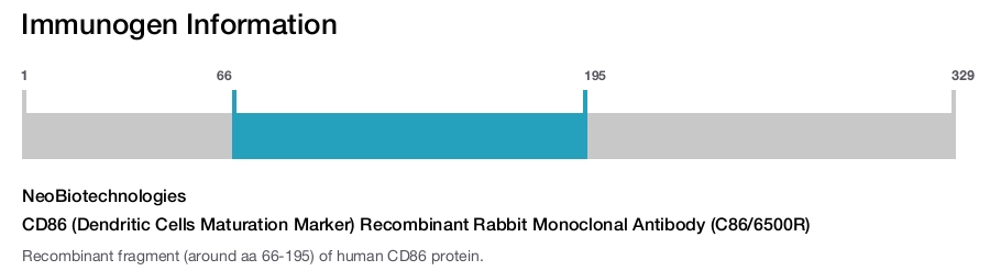 CD86 (Dendritic Cells Maturation Marker) Recombinant Rabbit Monoclonal Antibody (C86/6500R)